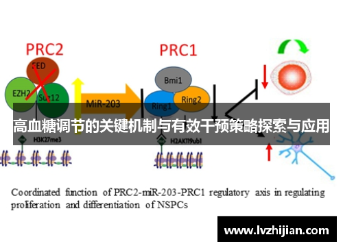 高血糖调节的关键机制与有效干预策略探索与应用